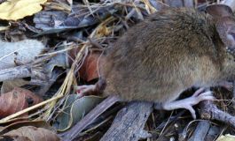 De la peste negra al hantavirus: la historia de los roedores y la salud