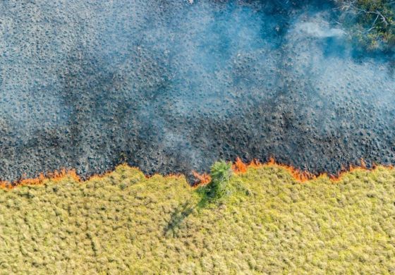 Primero llega el fuego, luego el desmonte