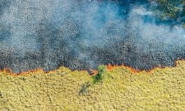 Primero llega el fuego, luego el desmonte