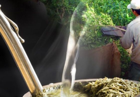 El regreso del glifosato y el dolor que trae el mate